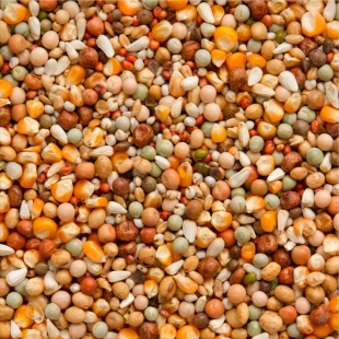 Criação Premium