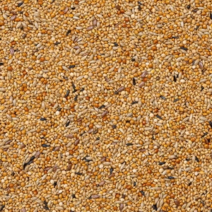 41 - Exóticos Criação