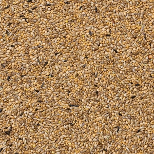 42 - Tentilhão-zebra Suprema