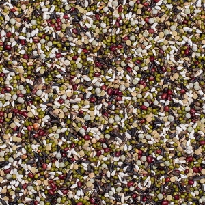 63 - Germinado P. Europeus