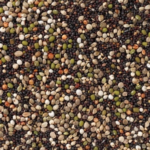 82 - Canários Germinado