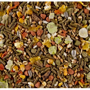 Porquinhos-da-Índia