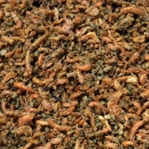 Papa Insectívora Tovo